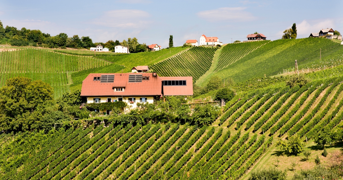 13. Vernaccia di San Gimignano Wine Experience La Rocca